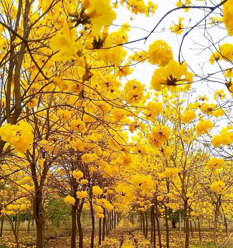 “别分开别错过”花语的深层含义是什么？