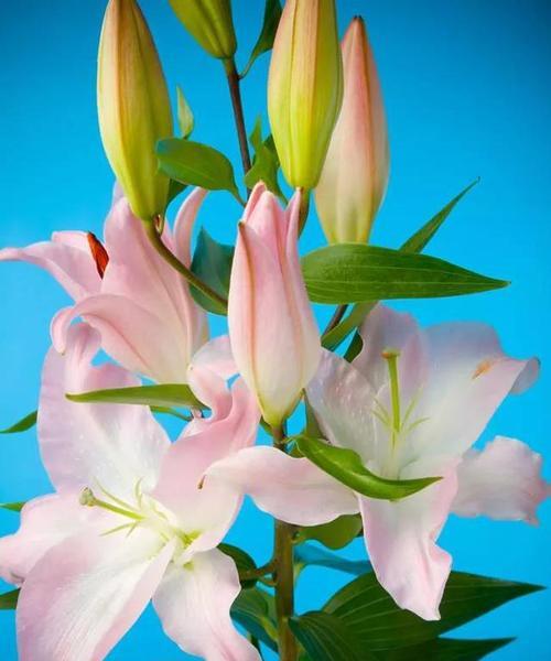 杨桑花代表的花语是什么？