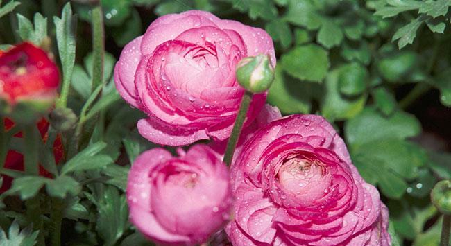 杨桑花代表的花语是什么？