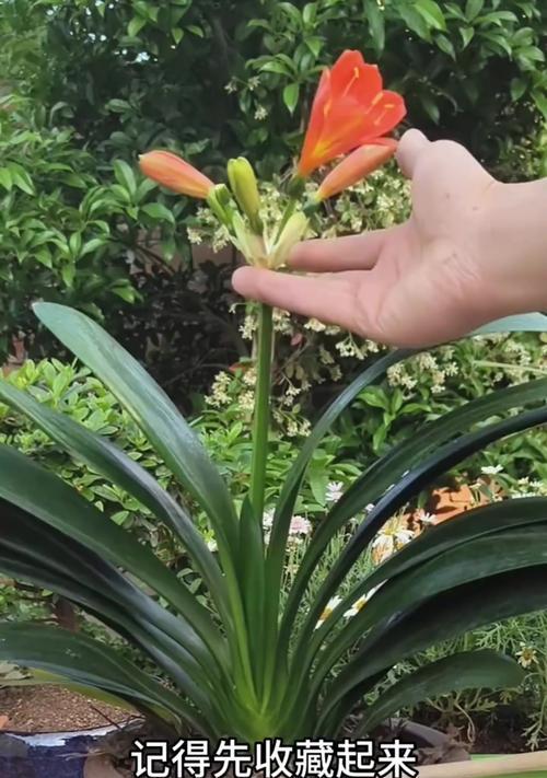 带花苞君子兰如何养护？