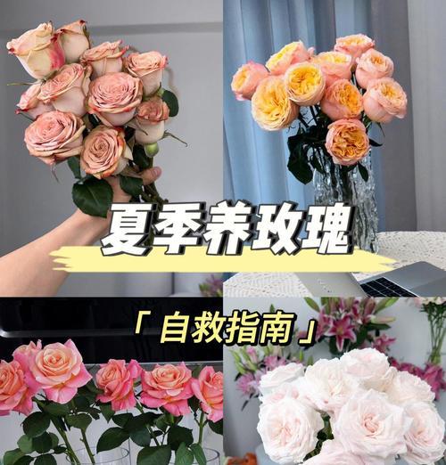 出售前玫瑰花的养护方法？如何保持新鲜度？