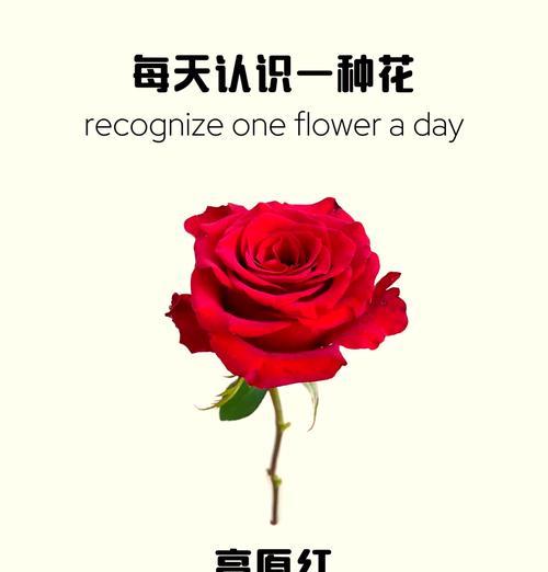 出售前玫瑰花的养护方法？如何保持新鲜度？