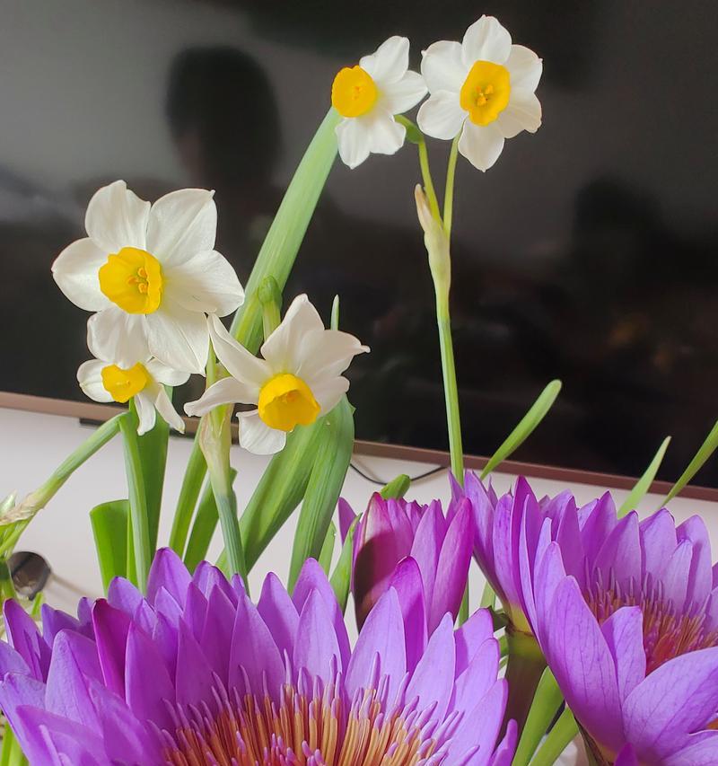 大号水仙花的花语有何特别？