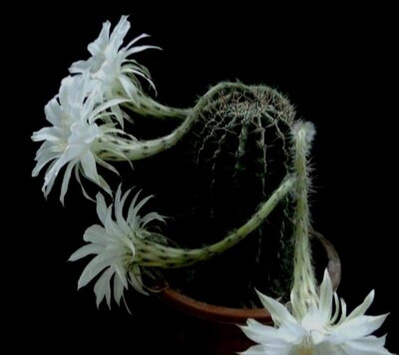 仙人掌的花语有哪些含义？它代表了什么？