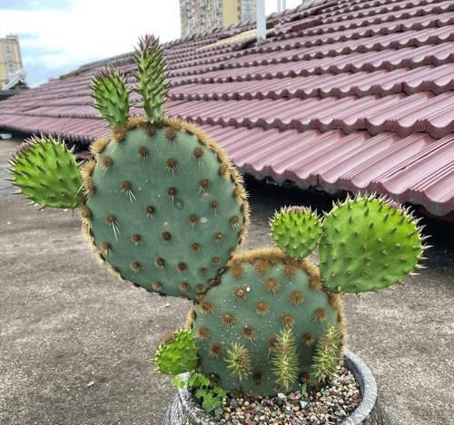 仙人掌的花语有哪些含义？它代表了什么？