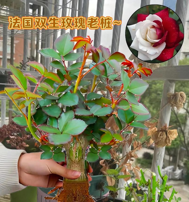 福建地区适合种植哪些玫瑰花品种？
