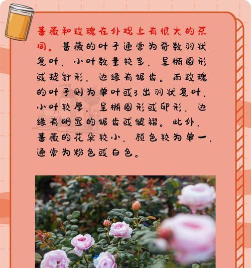 玫瑰花与月季花的区别在哪里？