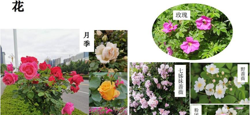 玫瑰花与月季花的区别在哪里？