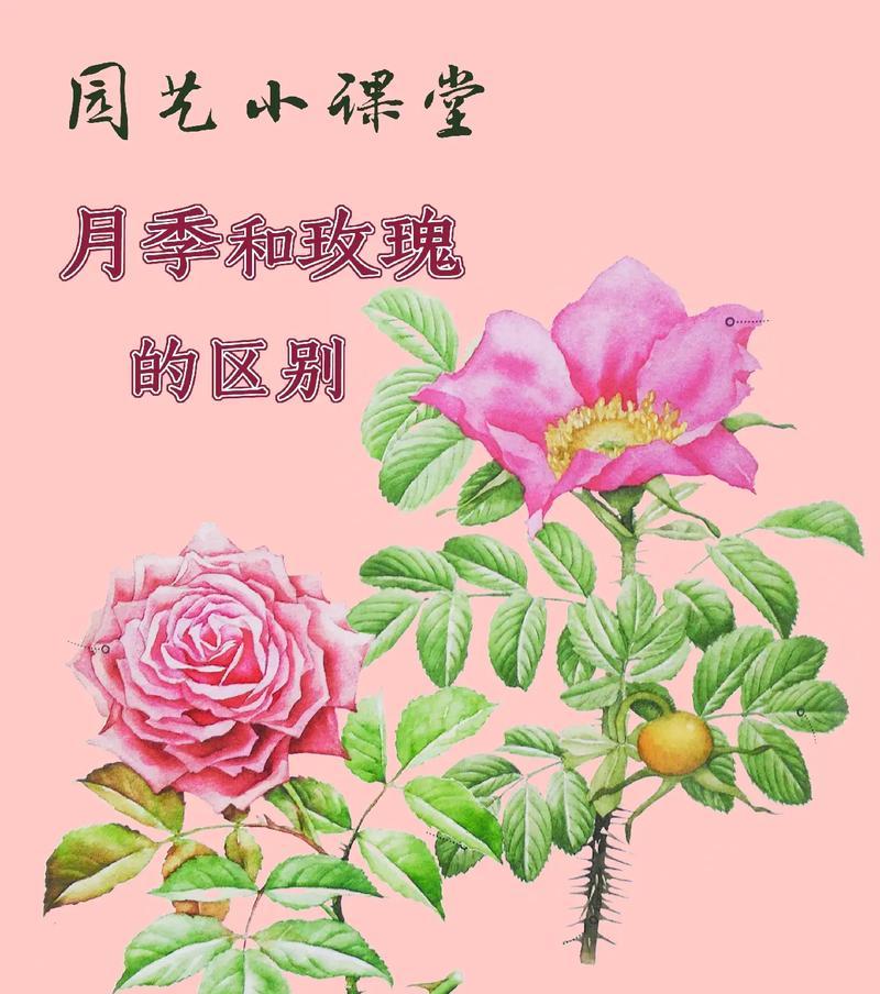玫瑰花与月季花的区别在哪里？