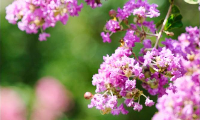 紫薇花在六月的花语是什么？它象征着什么？
