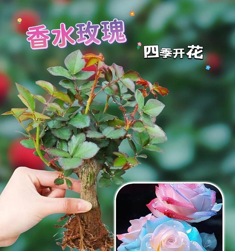 玫瑰花的开花时间是什么时候？如何促进开花？