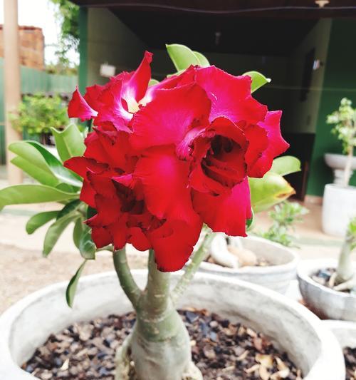 玫瑰花的开花时间是什么时候？如何促进开花？