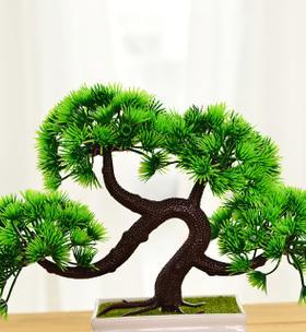 彩球仙人掌繁殖技巧有哪些？如何进行有效繁殖？