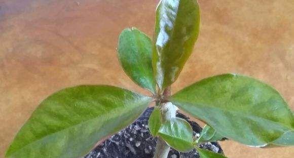 仙人掌扦插时老叶出现问题怎么办？如何处理？