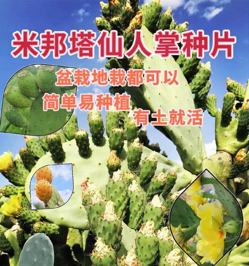 捏盆栽仙人掌的技巧是什么？
