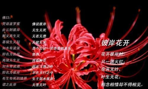 哪种花的花语表达了纠缠不休？它传递了怎样的情感？