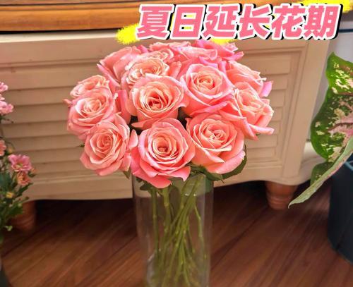 天气转冷时玫瑰花如何养护？