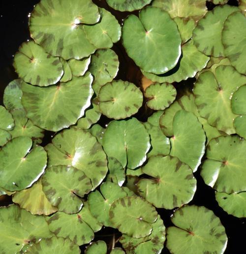 莲花的花语代表什么？如何理解莲花的深层含义？