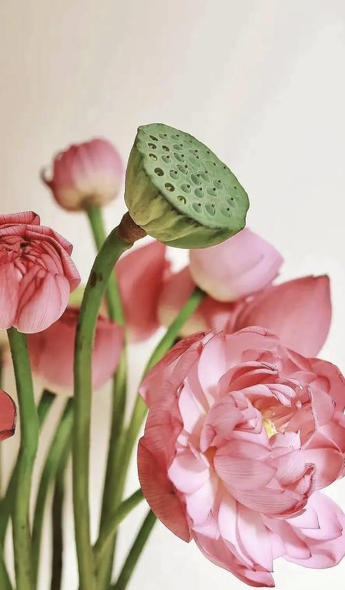 莲花的花语代表什么？如何理解莲花的深层含义？