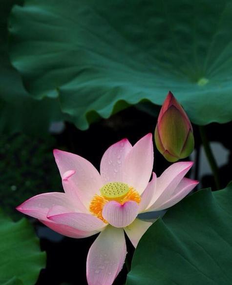 莲花的花语代表什么？如何理解莲花的深层含义？