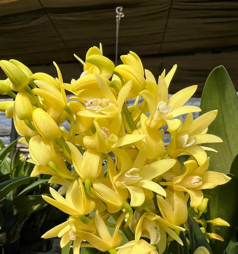 白花石斛兰的花语有何含义？白花石斛兰代表了什么？