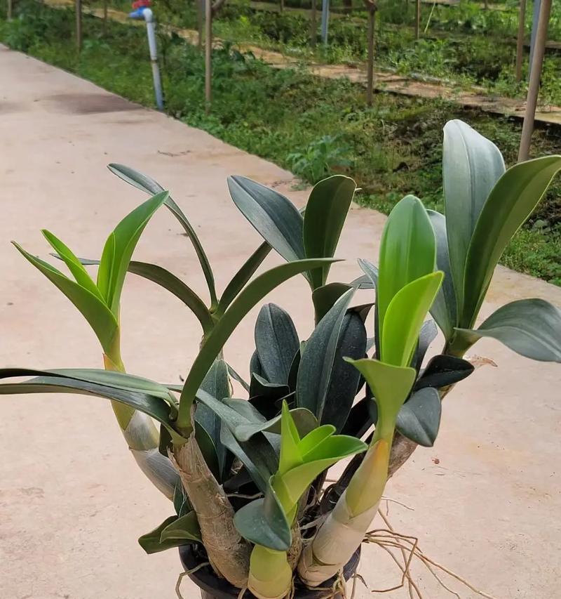 白花石斛兰的花语有何含义？白花石斛兰代表了什么？