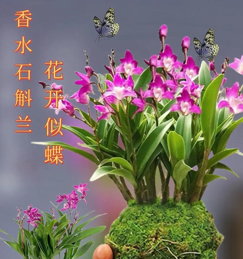 白花石斛兰的花语有何含义？白花石斛兰代表了什么？