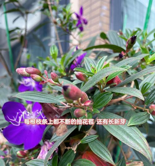 牡丹花根部不发新芽的原因及解决方法是什么？