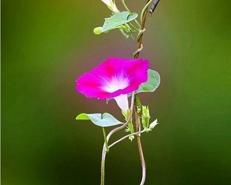 沉稳爱情的花语是什么？哪种花代表深沉的爱？
