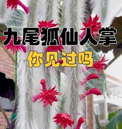 猴子绿仙人掌养殖方法有哪些？需要注意什么？
