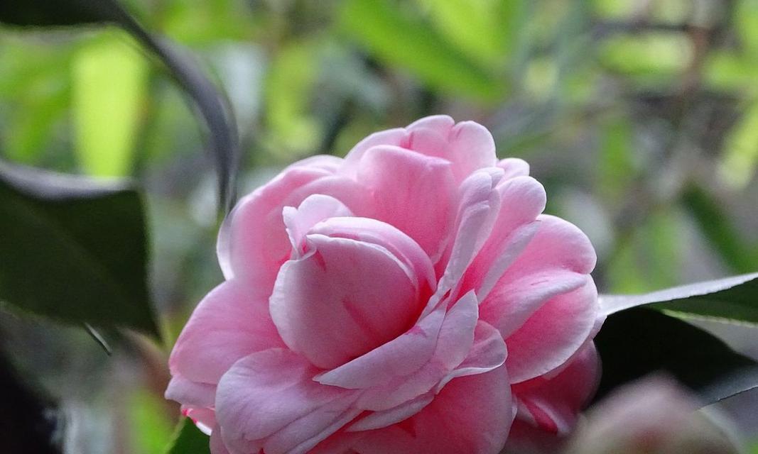 寓意精明的花语是什么花？哪种花代表了精明的寓意？