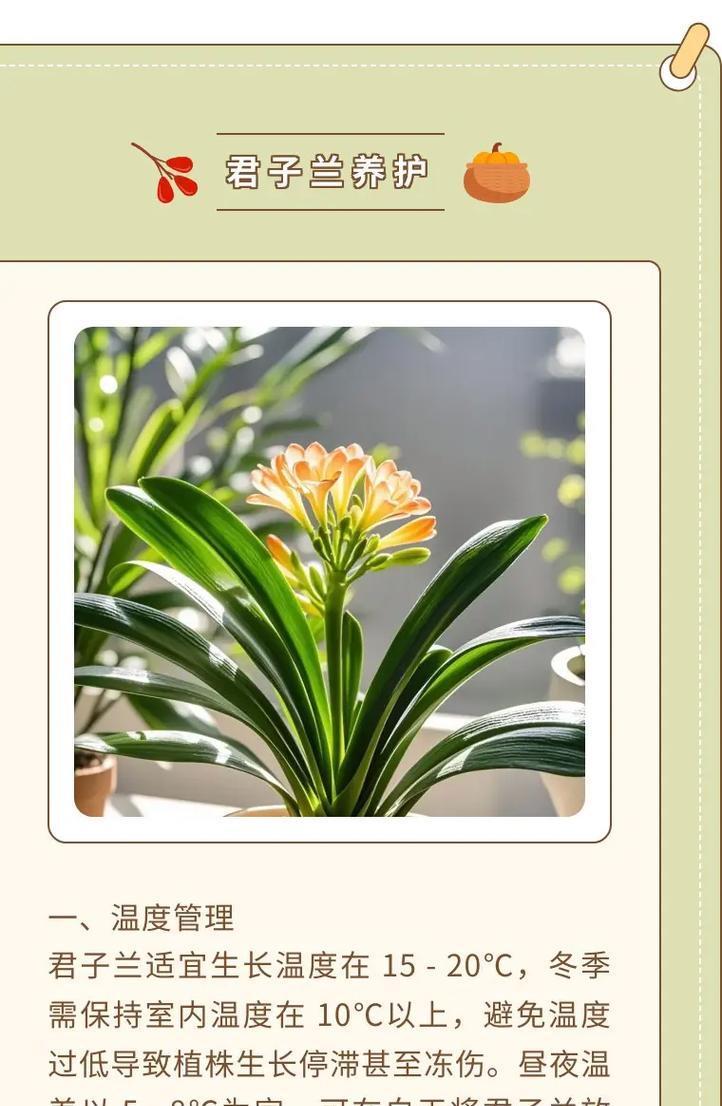 君子兰叶子出现蜜虫应如何处理？有哪些预防措施？