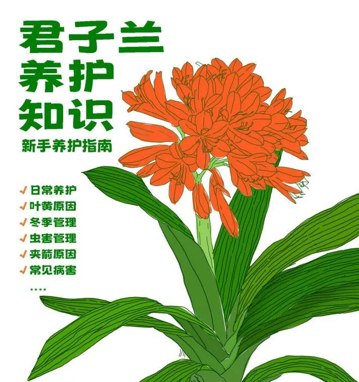 君子兰叶子出现蜜虫应如何处理？有哪些预防措施？