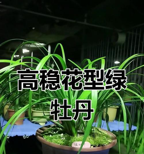牡丹花如何养护才能保持绿色和美观？