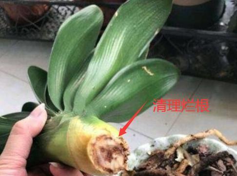 君子兰与牛舌兰是否相同？它们的养护方法有何不同？