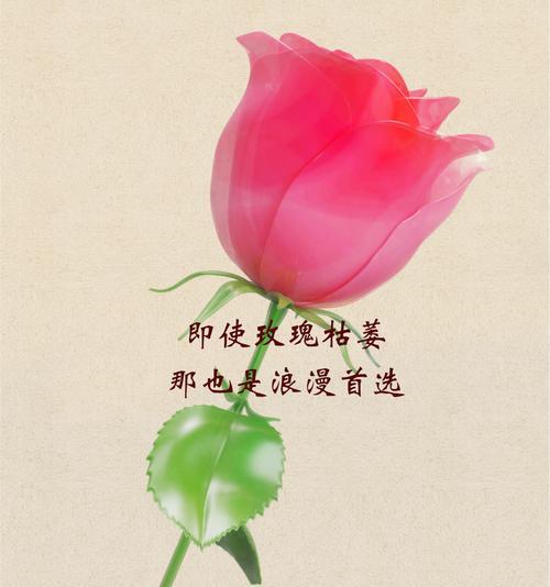 哪种花的花语代表了特别的存在？