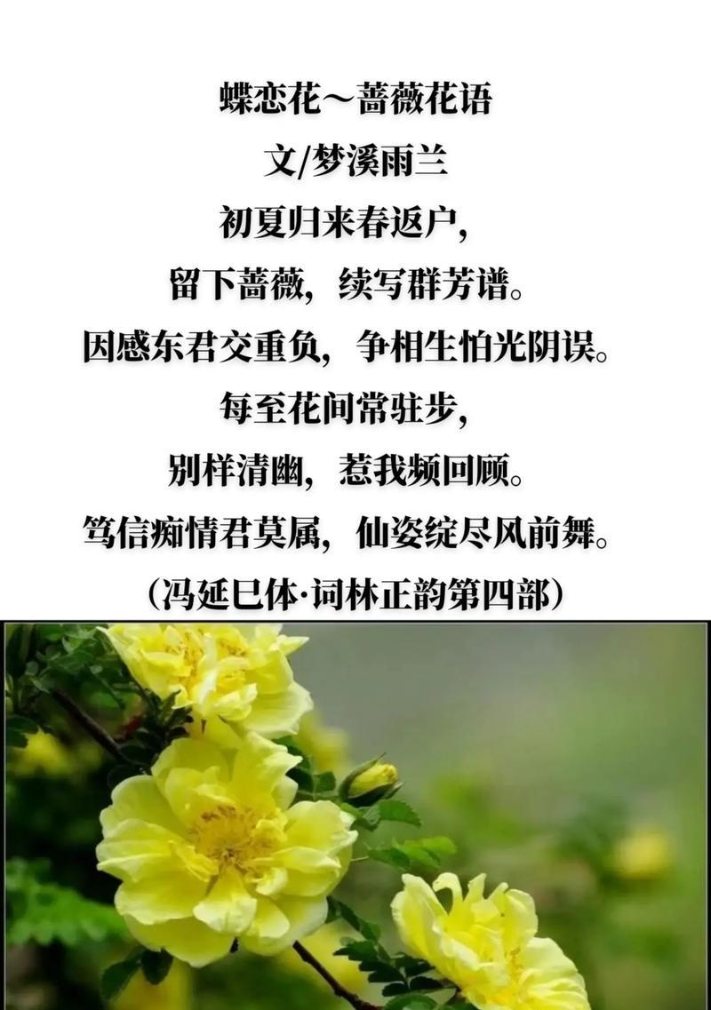 哪种花的花语代表了特别的存在？