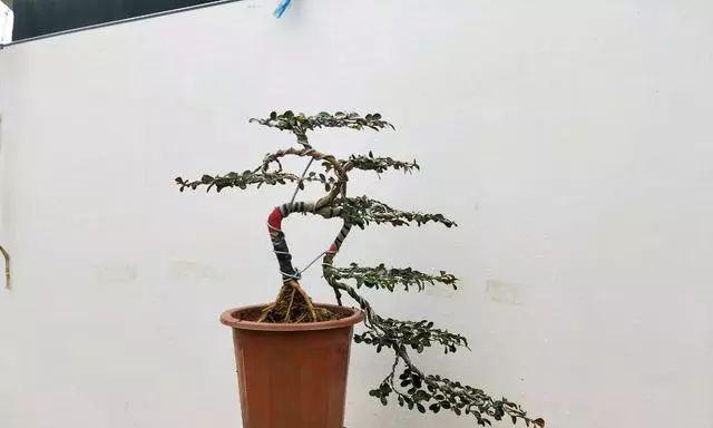新根小叶玫瑰花的养护要点是什么？如何促进其健康成长？