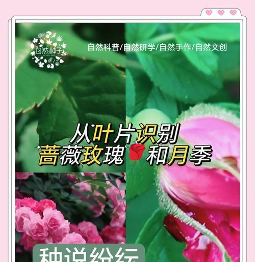 玫瑰花叶子的名称是什么？