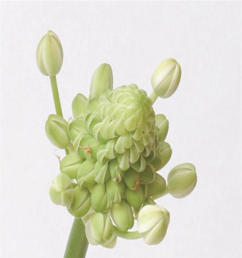 哪种花象征着沉眠？代表沉眠的花语是什么？