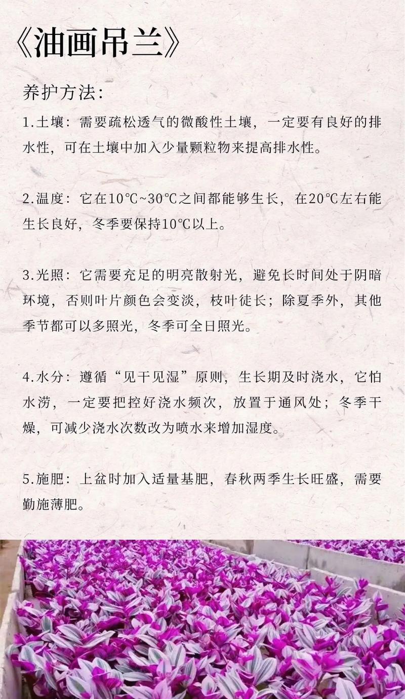 哪种花象征着沉眠？代表沉眠的花语是什么？