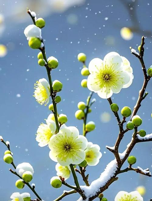 哪种花象征着沉眠？代表沉眠的花语是什么？