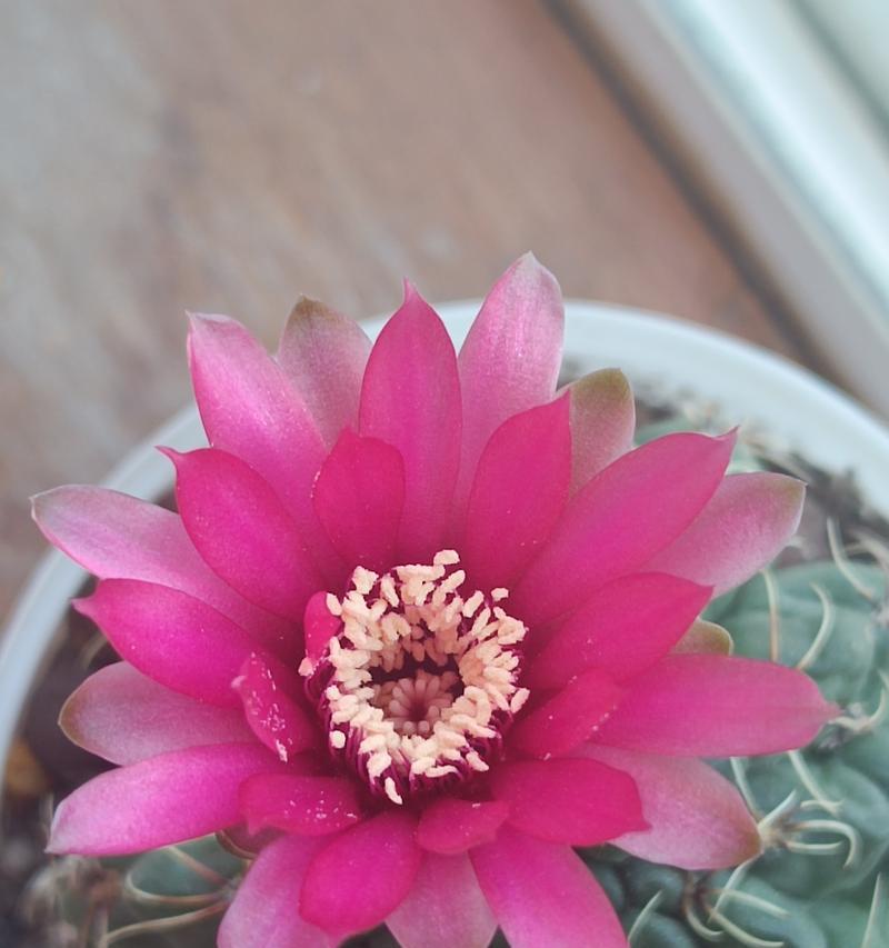 仙人球开花后应该注意什么？如何处理？