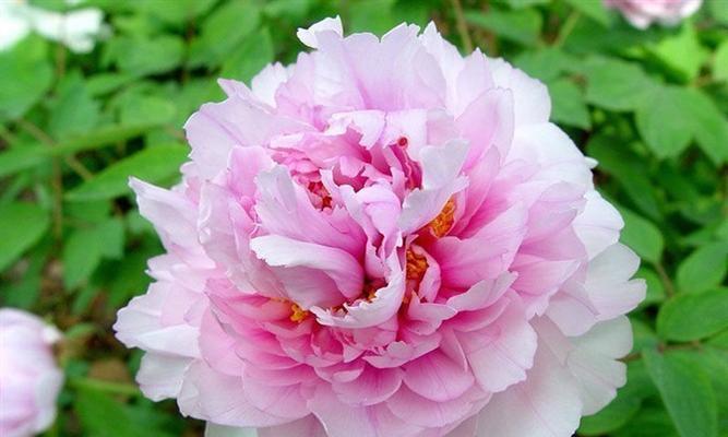 君子兰绣球状开花品种介绍？