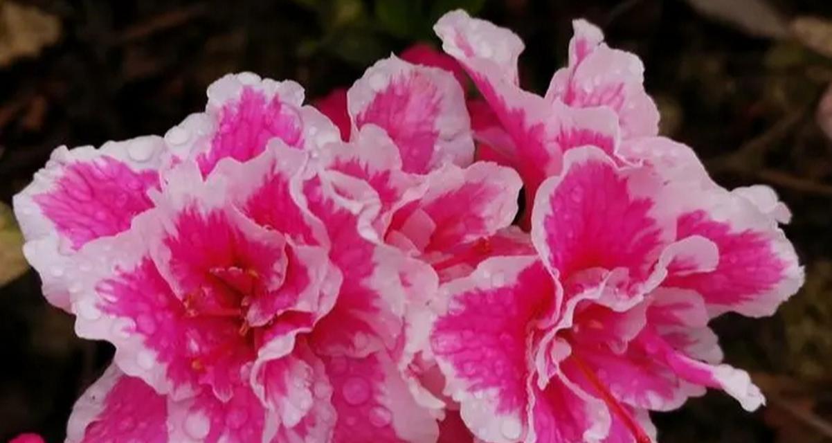 现世欢乐的花语是什么意思？哪种花代表当下的幸福？