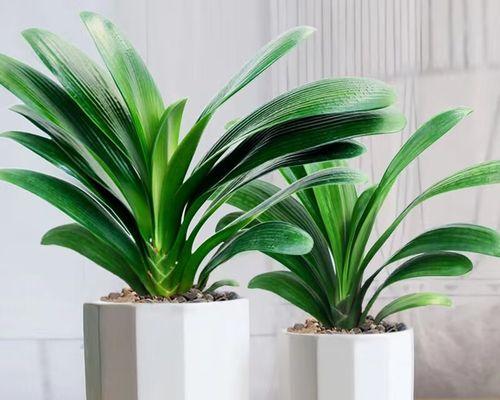 尖叶子君子兰带花苞的植物名称是什么？