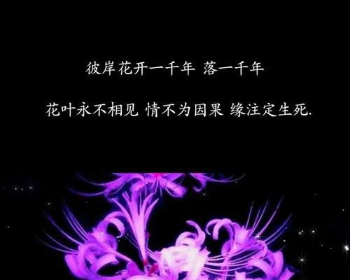 “为什么不找我”是哪种花的花语？这句花语背后有何含义？