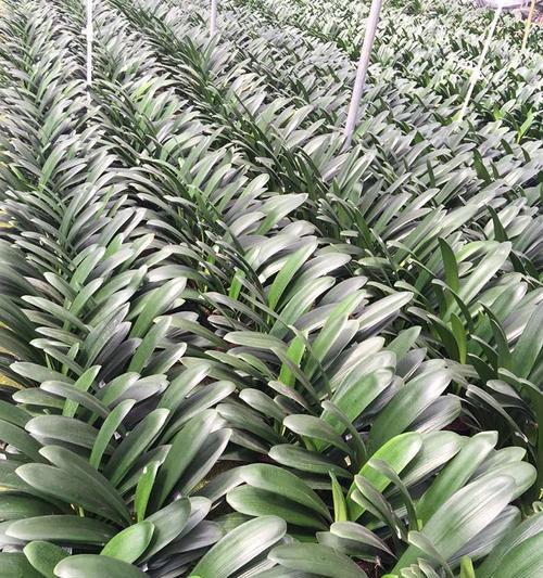 尖叶子君子兰带花苞的植物名称是什么？