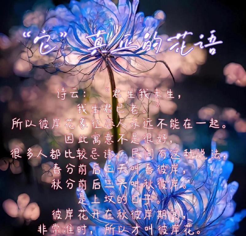 “为什么不找我”是哪种花的花语？这句花语背后有何含义？