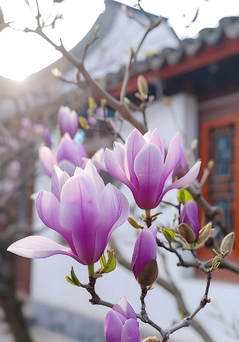 “为什么不找我”是哪种花的花语？这句花语背后有何含义？